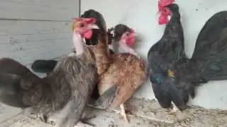 Atualização do Criatorio 🐓🐔#garnise #galinha #garnize #
