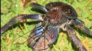 Coconut Crab: Nature's Giant Land Hermit