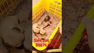 pug baby sale ab #pug #bingo
