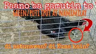 DILIKADO ISANG STAG NATIN  GREEN AT PUTI YONG IPOT AT DI MAKATAYO?