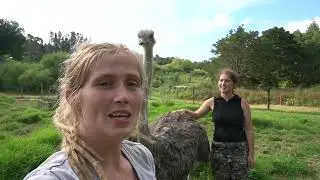 Новые проекты и необычный способ кормления нашего страуса на нашей ферме в Новой Зеландии.