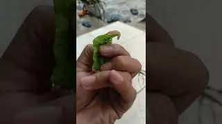 Ulat Kecil Lucu Jalan Jalan #ulat #ulatbayan