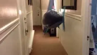 Cat vs. Shark