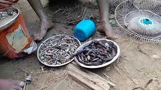 Fish 🐠 na hom bai denwi wow borolang too youtube channel 🙏
