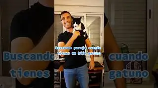 Buscando pareja #gato #gatoyoutube #adorable #pareja #buscandopareja #amor