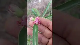 Pocas flores
