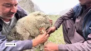Fixed the broken leg of sheep by Traditional Method|Hunzavalley|shepherds|wakhimen