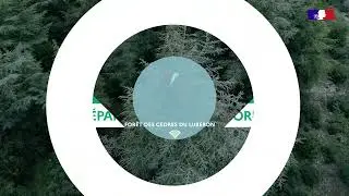 Récolter des graines de cèdre pour préparer l'avenir des forêts