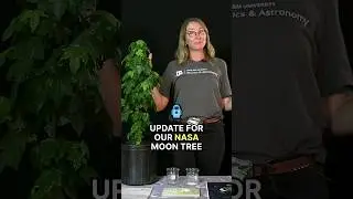 What should we name our moon tree?! 🌳🚀 #Competition #DrAllison #shorts