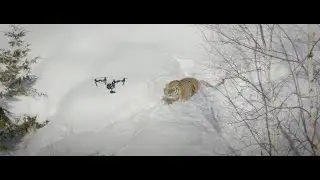 Drone & Tigers  by Dizifilms.ca