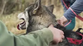 WORKING SLED DOGS IN NORTH WALES, 6 DOG PASSENGER RUN!