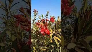 Amazon TOP 10 PLANTS || MOST SELLING PLANTS ONLINE in India | FLOWER FOR DECORATION #shorts