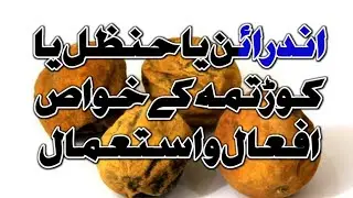 Properties use and benefits of bitter Apple or colocynthis | اندرائن یا حنظل یا کوڑتمہ کے خواص