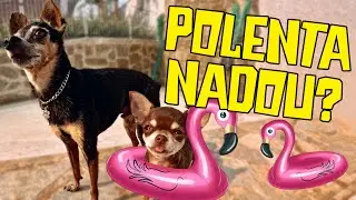 PRIMEIRA VEZ DA POLENTA NA PISCINA, SERÁ QUE ELA VAI NADAR?
