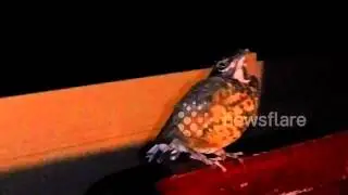 Bird found frozen in Fear.
