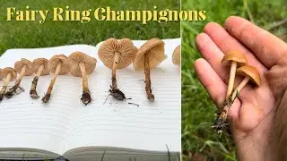 Определение диких грибов: шампиньоны кольчатые (Marasmius oreades)