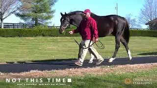 Not This Time walking