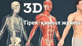 Тірек-қимыл жүйесі|Сүйектер|Бұлшықеттер|Буындар