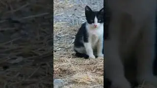 Скучают ли кошки-мамы ​​по своим котятам после усыновления?