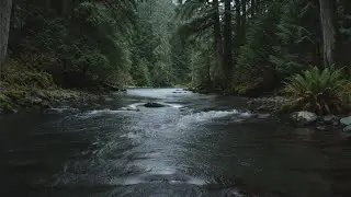 River Tranquility 🌊 Calm Flowing Water for Deep Relaxation | 2 Hour