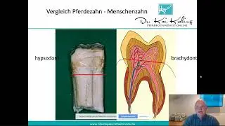 Zähne putzen beim Pferd - Warum nicht!?