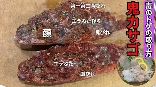 【鬼カサゴ】の（一番分かり易い）毒のトゲの取り方、安全に捌いてお刺身にする！