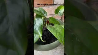 New Anthurium bud after three years