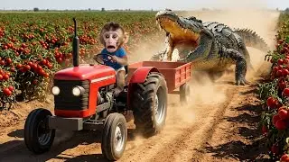 Baby Monkey Drives Tractor & Catches Crocodile! 🐊🚜 Funny Farm Adventure w/ Police Panda