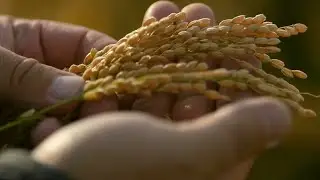 LIVE: Explore smart rice-processing factory in Heilongjiang, China's 