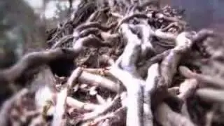 RootS1