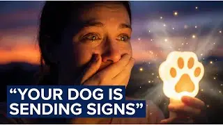 Do Dogs Send Signs After They Die? Surprising Messages You’re Missing