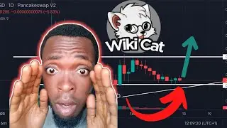 Wiki Cat Coin  || Should You Be Worried About Your Investment? || Downward Trend 📉 ||