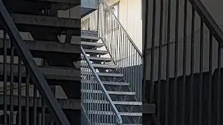 house sparrows in the city