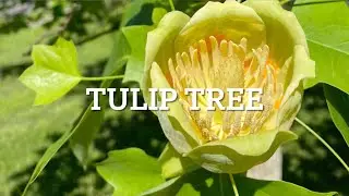 The Towering Tulip Tree: Now in Full Bloom
