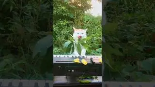 Beethoven solemnly conducting a wedding 💒🎹😻 #cat #piano #wedding #cute #cutecat
