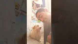 #youtubeshorts #cat #floof #funny #talkingparot #pet #funnypet #mithukibatain #puppy #funnyanimals