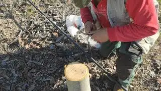 Εμβολιασμός καρυδιάς την άνοιξη (μέρος 1 )