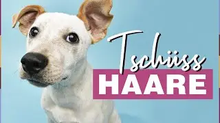 Hundehaare entfernen: Diese Tipps funktionieren wirklich!