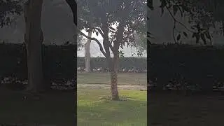 birds for cats to watch