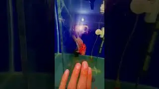 take 5 at best price pookfish Flowerhorn Fish