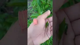 insects that can emit an unpleasant odor #shorts