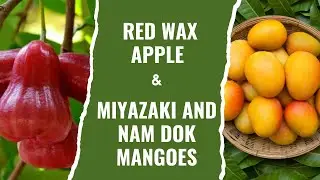 Red Wax Apple and Different Varieties of Mangoes like Nam Dok Mai, Miyazaki Mangoes