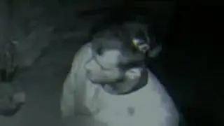 Video captures man urinating on porch in New Boston