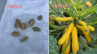 How to Propagate Zucchini from Seeds at Home