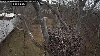 Avon Lake Eagle Cam 2