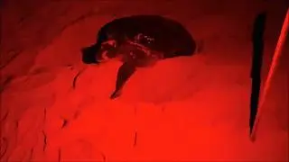 Green Sea Turtle Nesting
