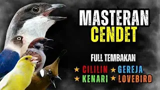Masteran Cendet Tembakan Lengkap Tengkek Buto, Gereja Tarung, Cililin, Kenari, Kuntilanak, Lovebird