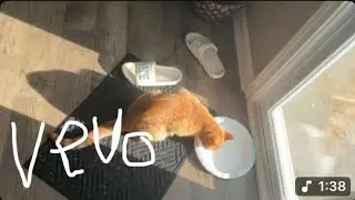 Catvideosb3o-Loft music (official live performance)