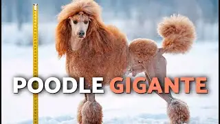 ¡Así es el CANICHE o POODLE GIGANTE! 🐩 (Cuidados del caniche, CARACTERÍSTICAS, Origen)