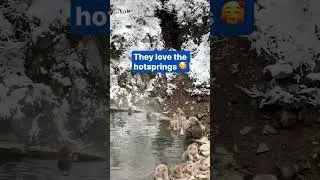 Snow monkeys in total zen at hot spring